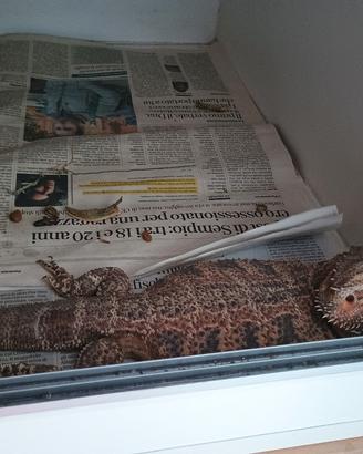 pogona+teca 