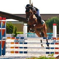 Cavallo da salto