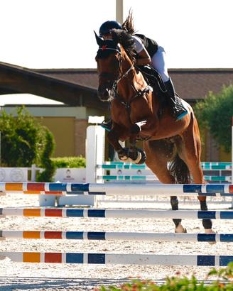 Cavallo da salto