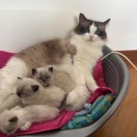 Cuccioli Ragdoll con Pedigree
