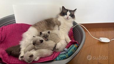 Cuccioli Ragdoll con Pedigree
