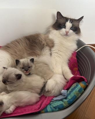 Cuccioli Ragdoll con Pedigree