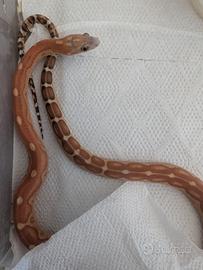 scaleless motley het snow maschio