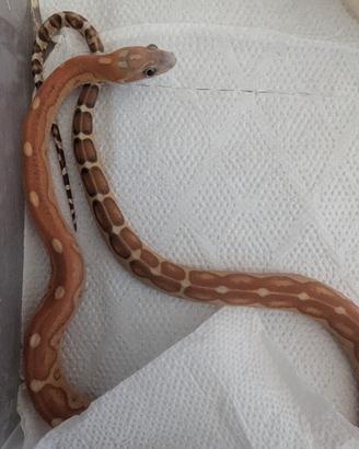 scaleless motley het snow maschio