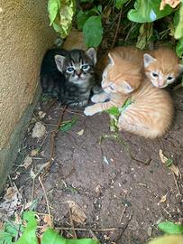 Gattini a Cornino