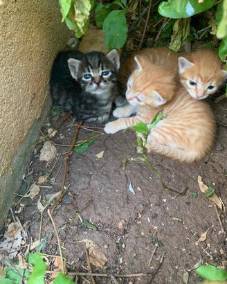 Gattini a Cornino