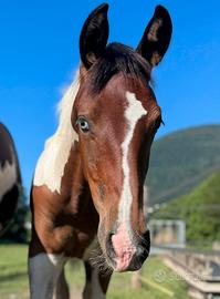 Puledra Paint Horse 2026 Baio Tobiana occhio azzur