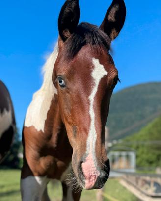 Puledra Paint Horse 2026 Baio Tobiana occhio azzur