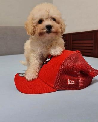 Maltipoo toy