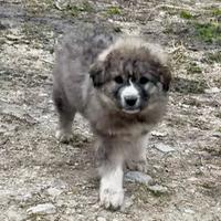 Cuccioli Caucaso maremmano