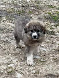 Cuccioli Caucaso maremmano