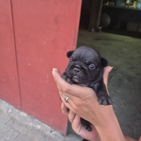 Bulldog francese