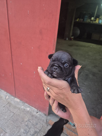 Bulldog francese