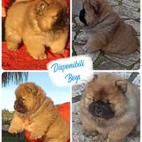 Cuccioli di Chow chow