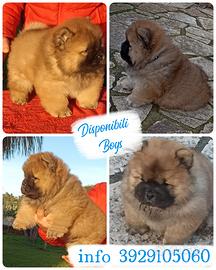 Cuccioli di Chow chow