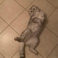 Scottish fold per accoppiamento