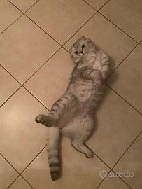 Scottish fold per accoppiamento