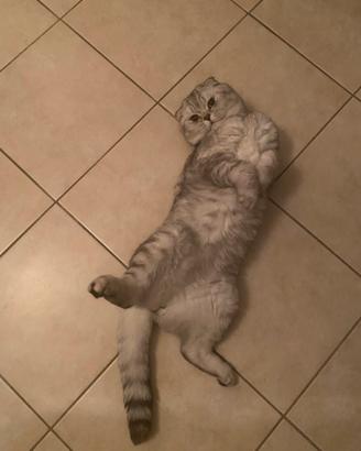 Scottish fold per accoppiamento