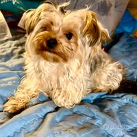 Morkie (maltese/yorkie) maschio di 1 anno