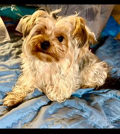Morkie (maltese/yorkie) maschio di 1 anno