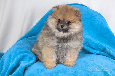 Cucciolo di Volpino di Pomerania