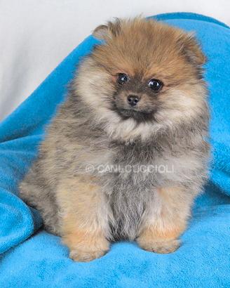 Cucciolo di Volpino di Pomerania