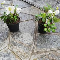 Elleboro pianta 