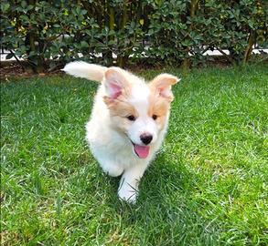Border collie cuccioli alta genealogia