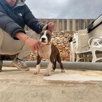 Cuccioli amstaff