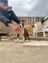 Cuccioli amstaff