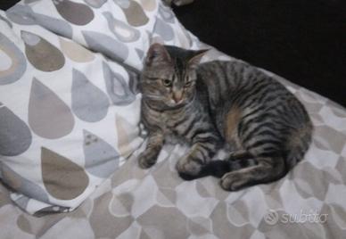 Gatto an