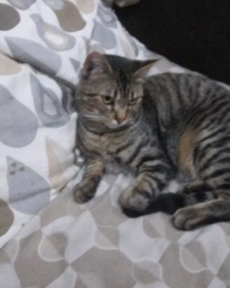 Gatto an