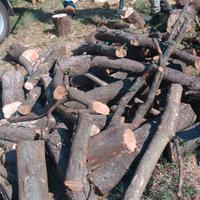legna da ardere -leccio-