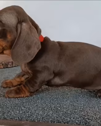 Bassotti cuccioli con Pedigree Enci