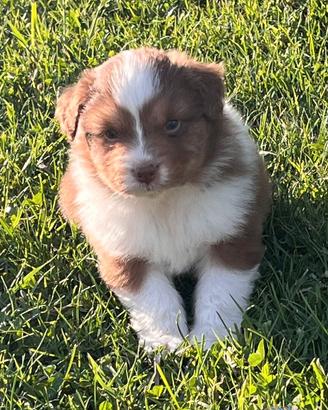 Cucciolo Australian Shepherd