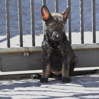 Pastore Tedesco Grigione linea da lavoro