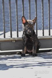 Pastore Tedesco Grigione linea da lavoro