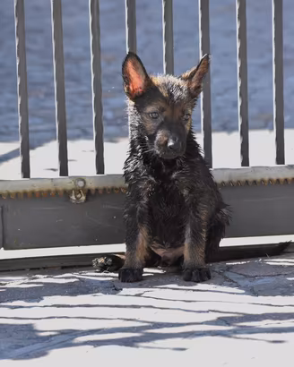Pastore Tedesco Grigione linea da lavoro
