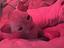 Immagine 2