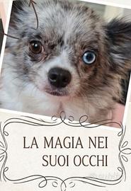 Chihuahua occhi impari