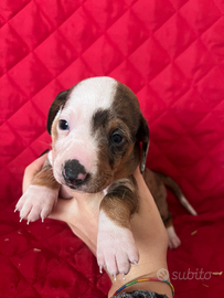 Bassotto colori unici