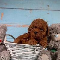 Barboncino toy femmina ultima