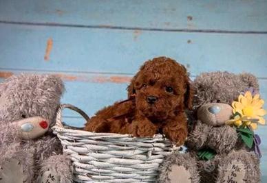 Barboncino toy femmina ultima