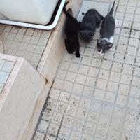 Gattino gattina Lecce Brindisi Taranto Lecce