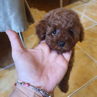 Cuccioli di barboncini