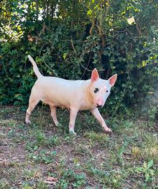 Bull terrier miniature