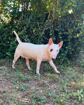 Bull terrier miniature