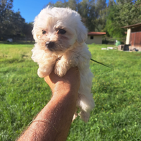 Maltipoo cuccioli