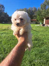 Maltipoo cuccioli