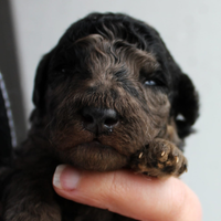 Barboncino nano merle